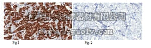 merck millipore,默克密理博,MABE330,Anti-c-ErbB2/c-Neu Antibody, clone 3B5
