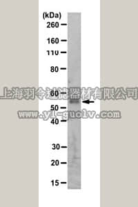merck millipore,默克密理博,MABE331,Anti-MDM2 Antibody, clone 4B2C1.11