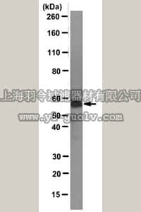 merck millipore,默克密理博,MABE333,Anti-N-Myc Antibody, clone NCM II 100