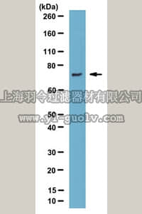 merck millipore,默克密理博,MABE338,Anti-DBF4, clone 7H8.1 Antibody