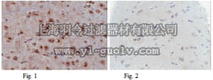 merck millipore,默克密理博,MABE339,Anti-p53 (wild type) Antibody, clone PAb1620
