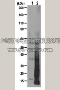 merck millipore,默克密理博,MABE341,Anti-Puromycin Antibody, clone 17H1