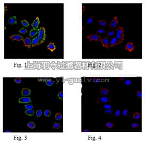 merck millipore,默克密理博,MABE342,Anti-Puromycin Antibody, clone 4G11