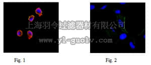 merck millipore,默克密理博,MABE343,Anti-Puromycin Antibody, clone 12D10