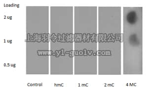 merck millipore,默克密理博,MABE345,Anti-methylcytosine Antibody, clone 87G31