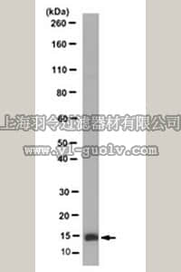 merck millipore,默克密理博,MABE347,Anti-H2A.Z.2.2 Antibody, clone 1H11-11
