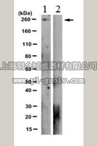 merck millipore,默克密理博,MABE348,Anti-phospho-RNAPII Antibody (Thr4), clone 1G7