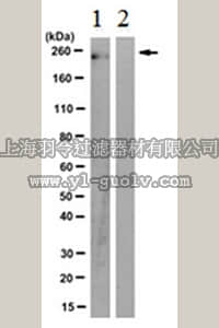 merck millipore,默克密理博,MABE350,Anti-phospho-RNAPII (Tyr1) Antibody, clone 3D12