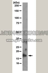merck millipore,默克密理博,MABE351,Anti-acetyl-Histone H3 (Lys14) Antibody, clone 13HH3-1A5