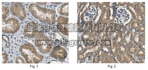 merck millipore,默克密理博,MABE352,Anti-USP9X Antibody, clone 3H11.1