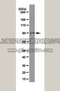 merck millipore,默克密理博,MABE362,Anti-EZH2 Antibody, clone AE25