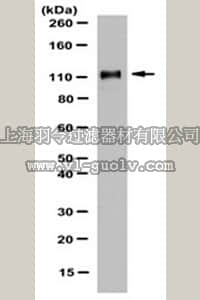 merck millipore,默克密理博,MABE363,Anti-Mili/Piwil-2 Antibody, clone 13E-3