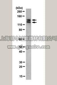 merck millipore,默克密理博,MABE366,Anti-SNF2L Antibody, clone SNF 2C4