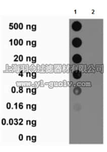 merck millipore,默克密理博,MABE368,Anti-acetyl Histone H2A.Z (Lys4/7/11) Antibody, clone 299/39
