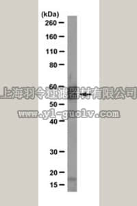 merck millipore,默克密理博,MABE369,Anti-Suv4–20h2 Antibody, clone 6B9
