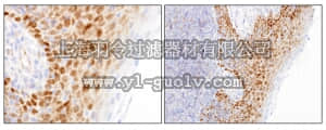 merck millipore,默克密理博,MABE415,Anti-FoxP2 Antibody, clone FOXP2-73A/8