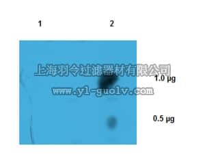 merck millipore,默克密理博,MABE419,Anti-m3G-cap, m7G-cap Antibody, clone H-20