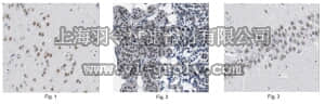merck millipore,默克密理博,MABE426,Anti-Sirt1(Sir2) Antibody, clone 3-10, rabbit monoclonal