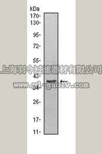 merck millipore,默克密理博,MABE428,Anti-WDR5 Antibody, clone 7B11