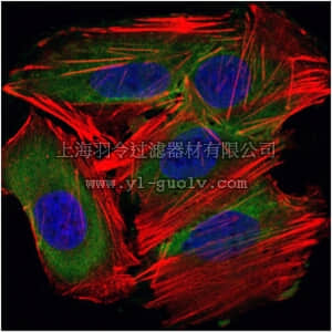 merck millipore,默克密理博,MABE429,Anti-UBE2I Antibody, clone 1B10
