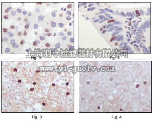 merck millipore,默克密理博,MABE430,Anti-TIP60 Antibody, clone 3F9