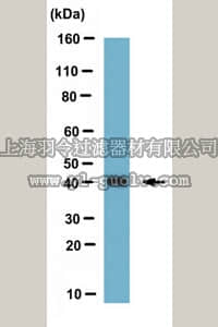 merck millipore,默克密理博,MABE431,Anti-PRMT1 Antibody, clone 7D2
