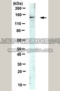 merck millipore,默克密理博,MABE434,Anti-Zinc Finger Protein 217 Antibody, clone 8C11