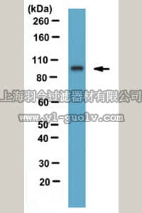 merck millipore,默克密理博,MABE441,Anti-HJURP Antibody, clone 144K/B1