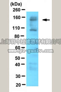 merck millipore,默克密理博,MABE442,Anti-Ski Antibody, clone G8