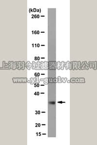 merck millipore,默克密理博,MABE451,Anti-p31comet Antibody, clone E29.19.14