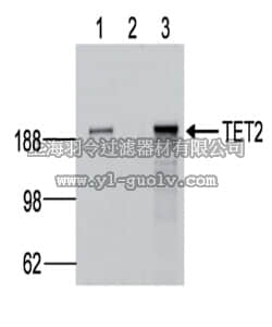 merck millipore,默克密理博,MABE462,Anti-TET2 Antibody, clone hT2H 21F11