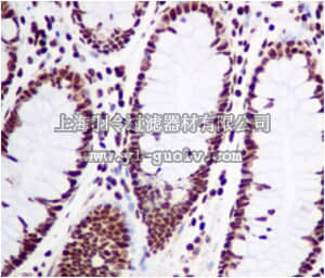 merck millipore,默克密理博,MABE466,Anti-Nucleolin, clone EPR7952, Rabbit Monoclonal Antibody