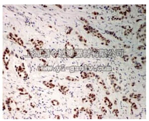 merck millipore,默克密理博,MABE545,Anti-LSD1 Antibody, clone EPR6825, rabbit monoclonal