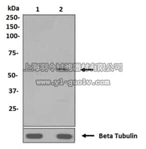 merck millipore,默克密理博,MABE490,Anti-phospho-Cyclin B1 (Ser126), clone EPR3670, Rabbit Monoclonal Antibody