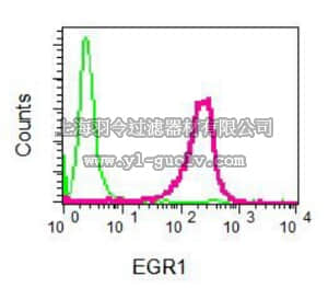 merck millipore,默克密理博,MABE531,Anti-EGR1, clone EPR5014(2), Rabbit Monoclonal Antibody