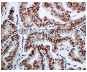 merck millipore,默克密理博,MABE537,Anti-BANF1 Antibody, clone EPR7669, rabbit monoclonal