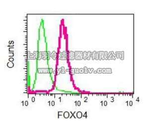 merck millipore,默克密理博,MABE539,Anti-FOX AntibodyO4, clone EPR5442, rabbit monoclonal