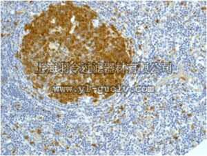 merck millipore,默克密理博,MABE543,Anti-CDC2, clone EPR165, Rabbit Monoclonal Antibody