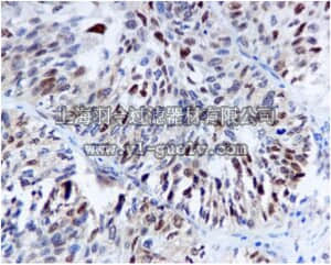 merck millipore,默克密理博,MABE548,Anti-Cdk4, clone EPR4513, Rabbit Monoclonal Antibody