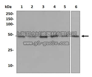 merck millipore,默克密理博,MABE552,Anti-SUV39H1 Antibody, clone EPR4960(2), rabbit monoclonal