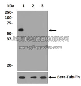 merck millipore,默克密理博,MABE555,Anti-phospho-FOXO4 Antibody (Ser262), clone EPR2315(2), rabbit monoclonal
