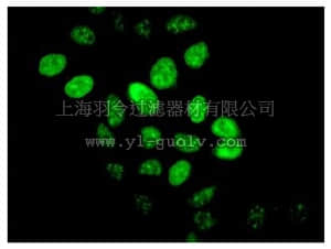 merck millipore,默克密理博,MABE565,Anti-HIRA Antibody, clone EPR7416, rabbit monoclonal