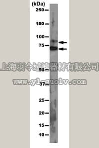 merck millipore,默克密理博,MABE56,Anti-pan Ago Antibody, clone 2A8