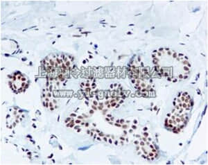 merck millipore,默克密理博,MABE577,Anti-TFIIB, clone EP4588, Rabbit Monoclonal Antibody