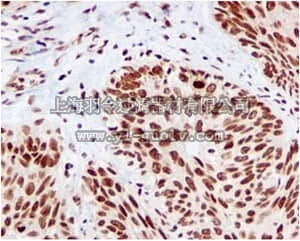 merck millipore,默克密理博,MABE578,Anti-RCC1, clone EPR5857, Rabbit Monoclonal Antibody