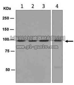 merck millipore,默克密理博,MABE581,Anti-BACH1, clone EP2189(2), Rabbit Monoclonal Antibody