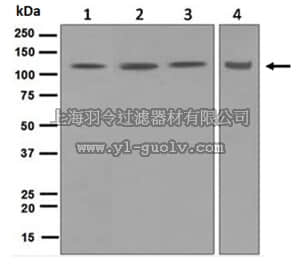 merck millipore,默克密理博,MABE583,Anti-DDB1, clone EPR6088, Rabbit Monoclonal Antibody