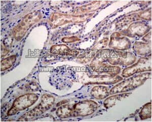 merck millipore,默克密理博,MABE586,Anti-Upf1, clone EP4682, Rabbit Monoclonal Antibody