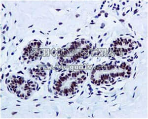 merck millipore,默克密理博,MABE587,Anti-FUS, clone EPR5813, Rabbit Monoclonal Antibody