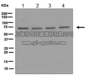 merck millipore,默克密理博,MABE588,Anti-POT1, clone EPR6319, Rabbit Monoclonal Antibody